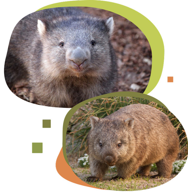 Le wombat - animal australien
