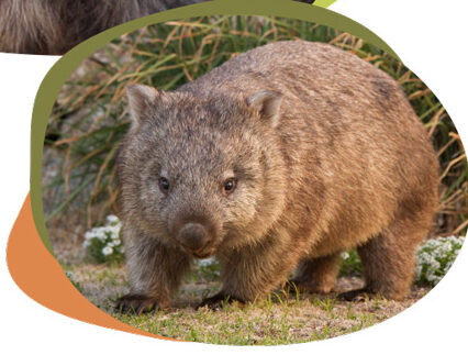 Wombat toilettes sèches