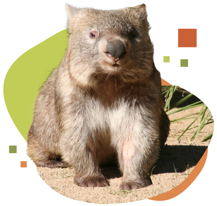 contact wombat